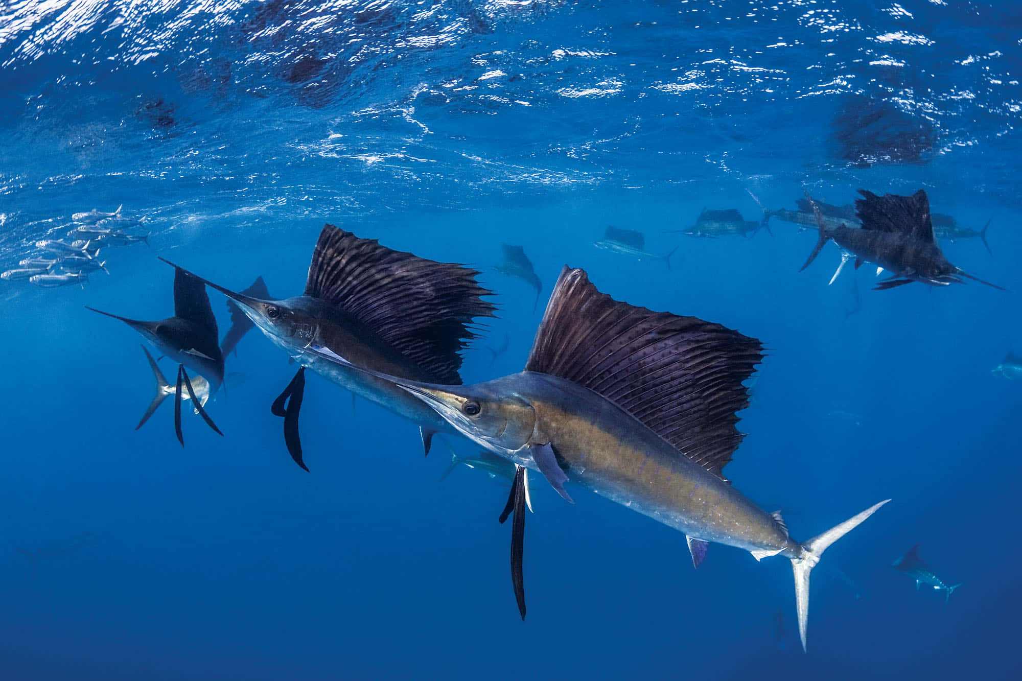 Majestic Sailfish Leaping Out Of Ocean Waves Wallpaper