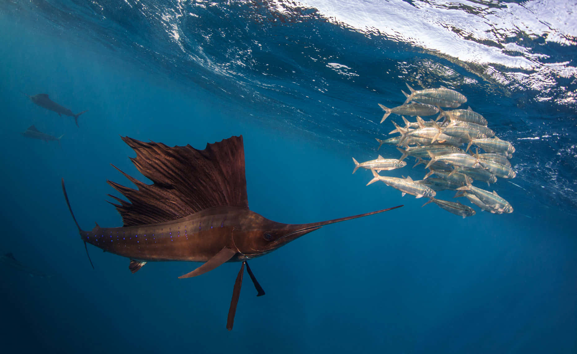 Majestic Sailfish Leaping Out Of The Water Wallpaper