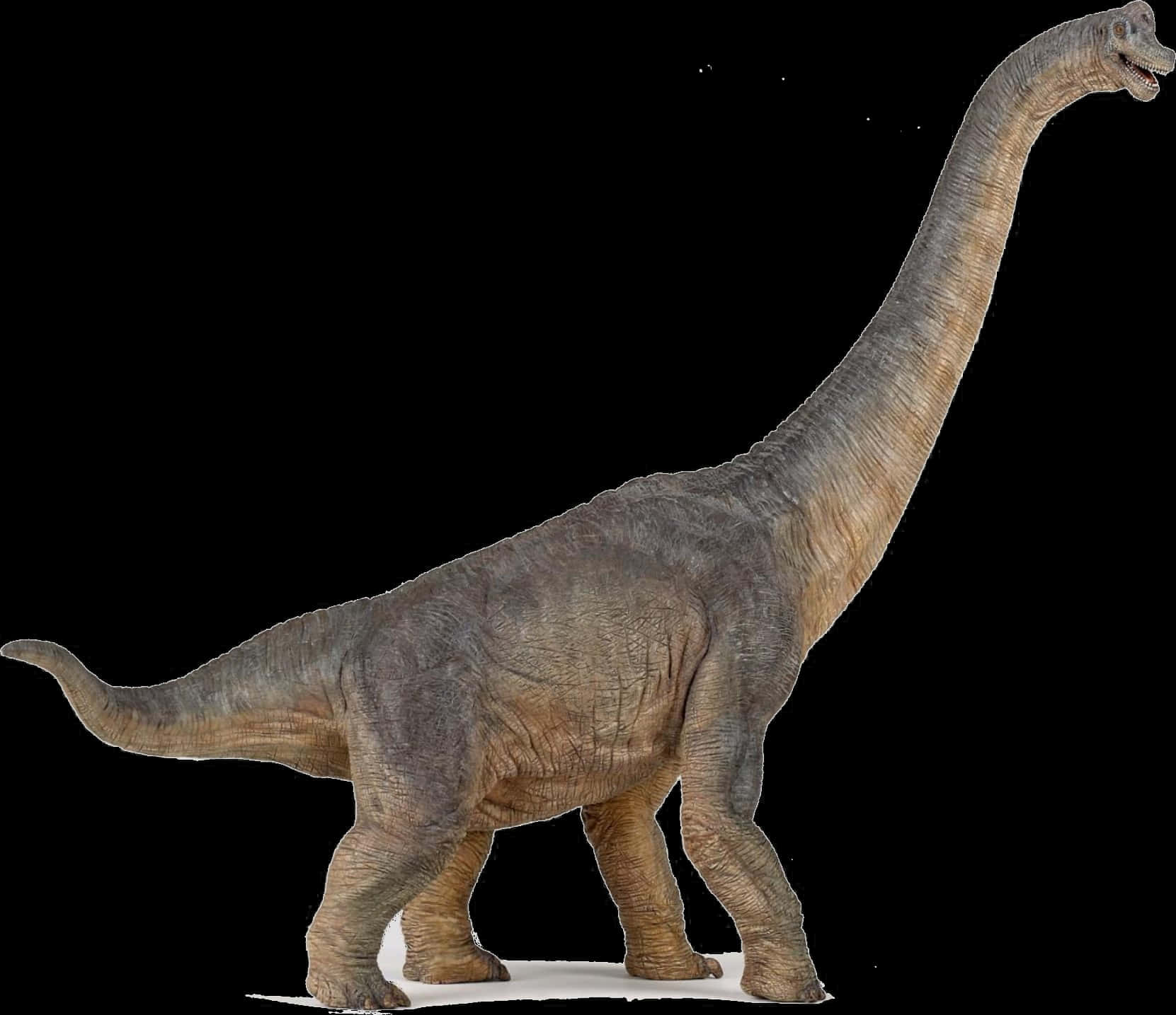 Majestic Sauropod Dinosaur PNG