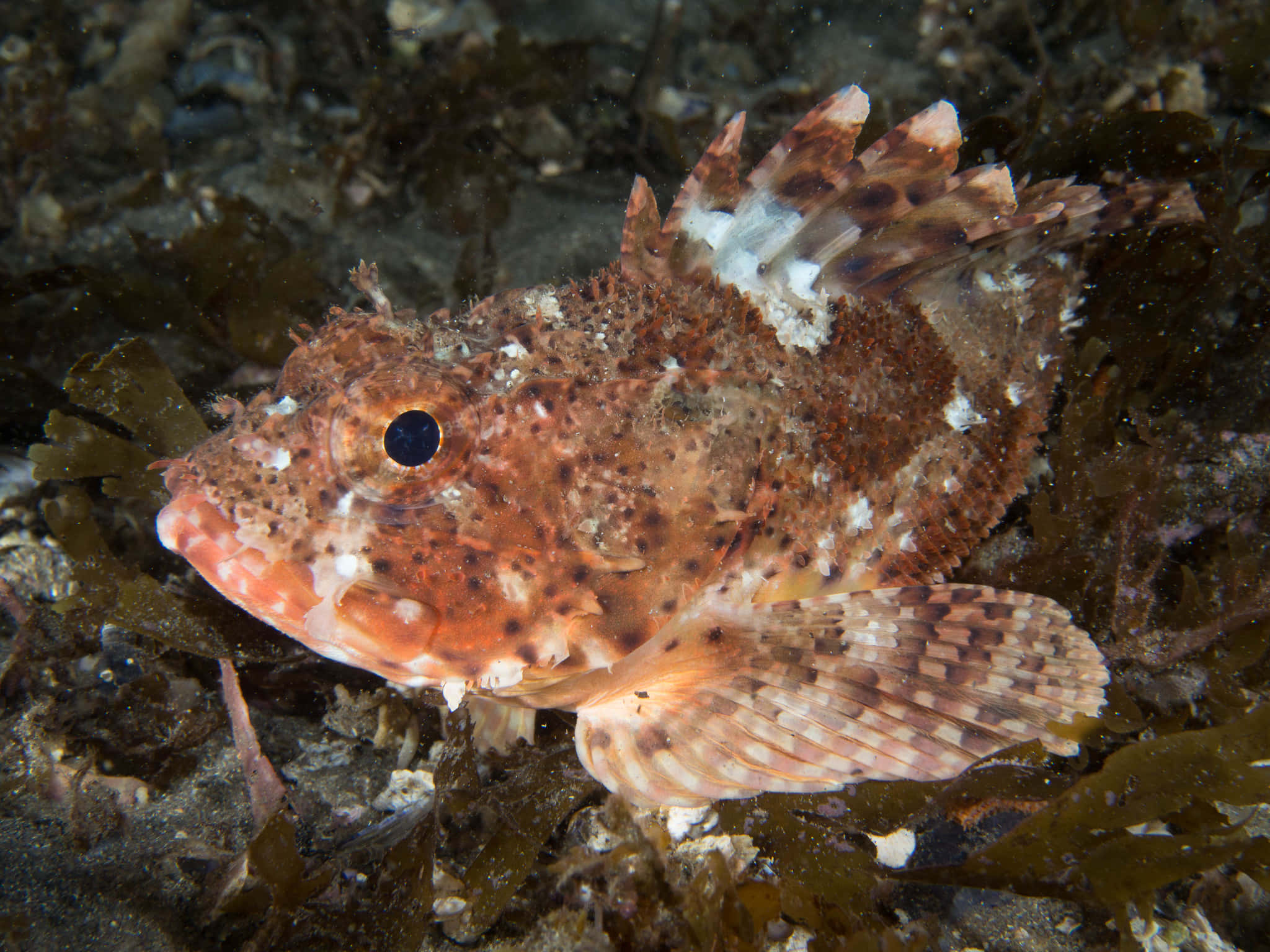 Ikan Scorpion Megah Mengintai Di Perairan Laut Dalam Wallpaper