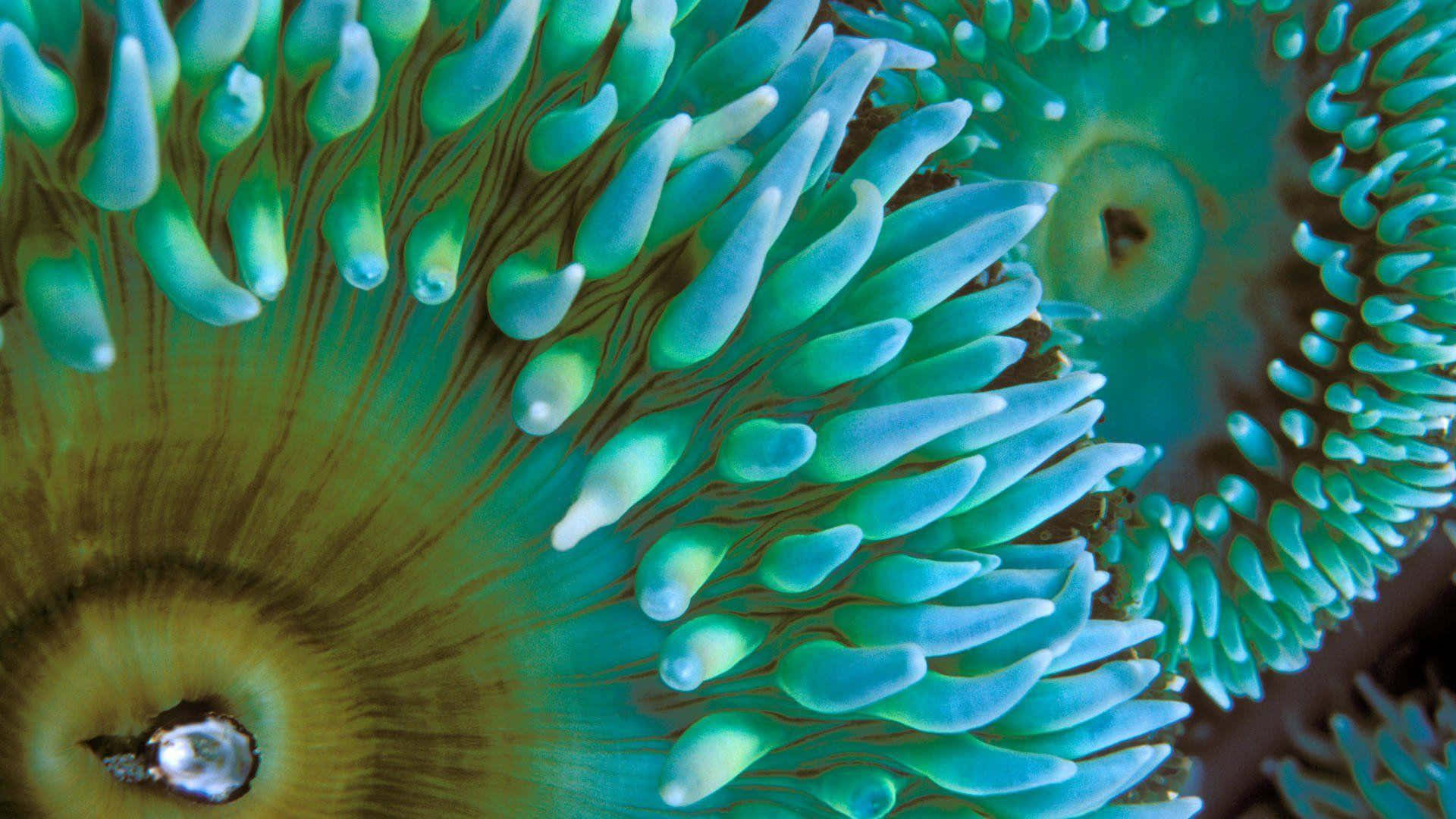 Majestic Sea Anemone In Vibrant Ocean Colors Wallpaper