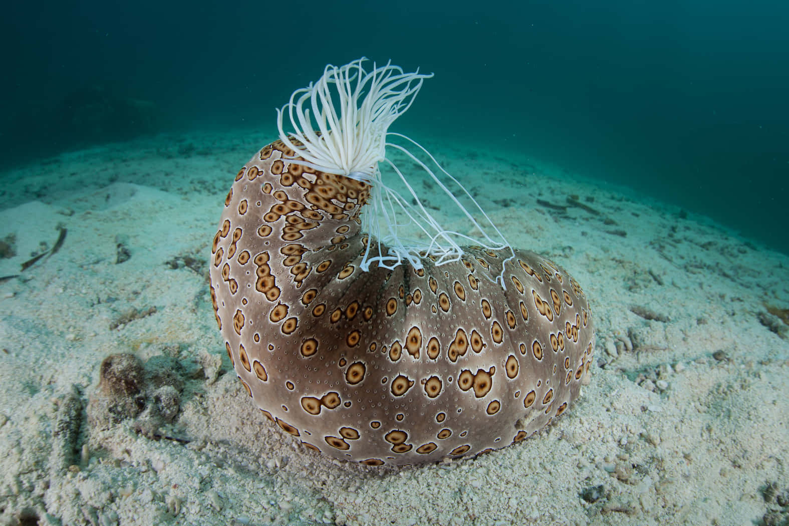 Majestic Sea Cucumber In Its Natural Habitat Wallpaper