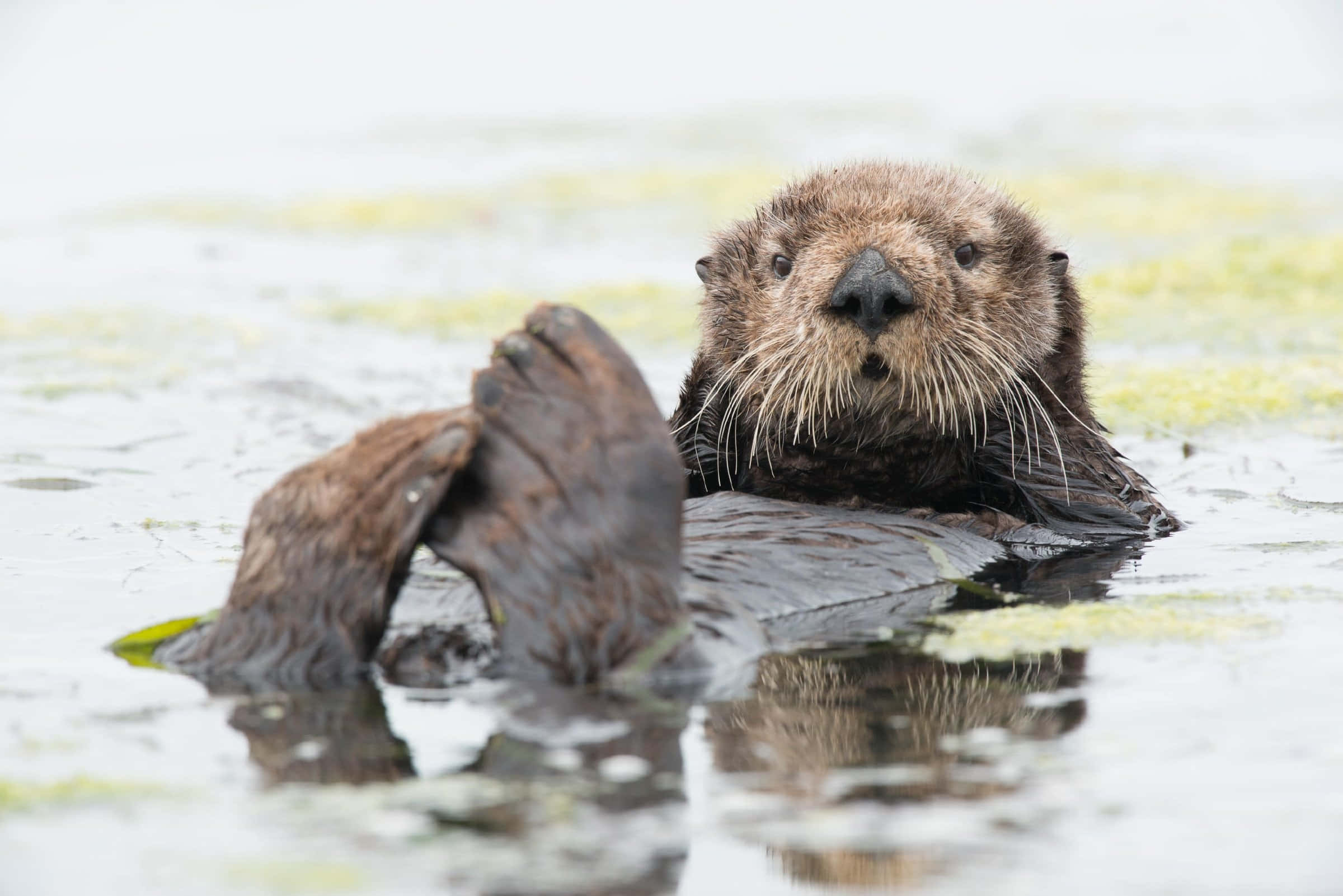 Majestic Sea Otter Floating In Tranquil Waters Wallpaper