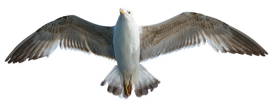 Majestic Seagull In Flight PNG