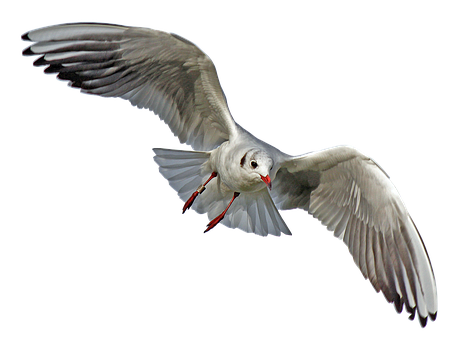 Majestic Seagull In Flight PNG