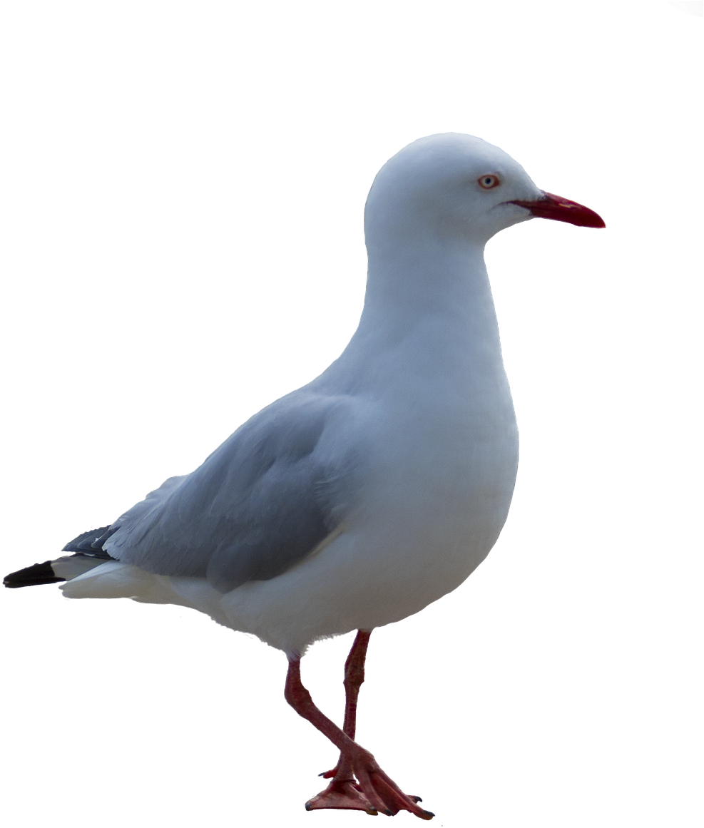Majestic Seagull Standing PNG