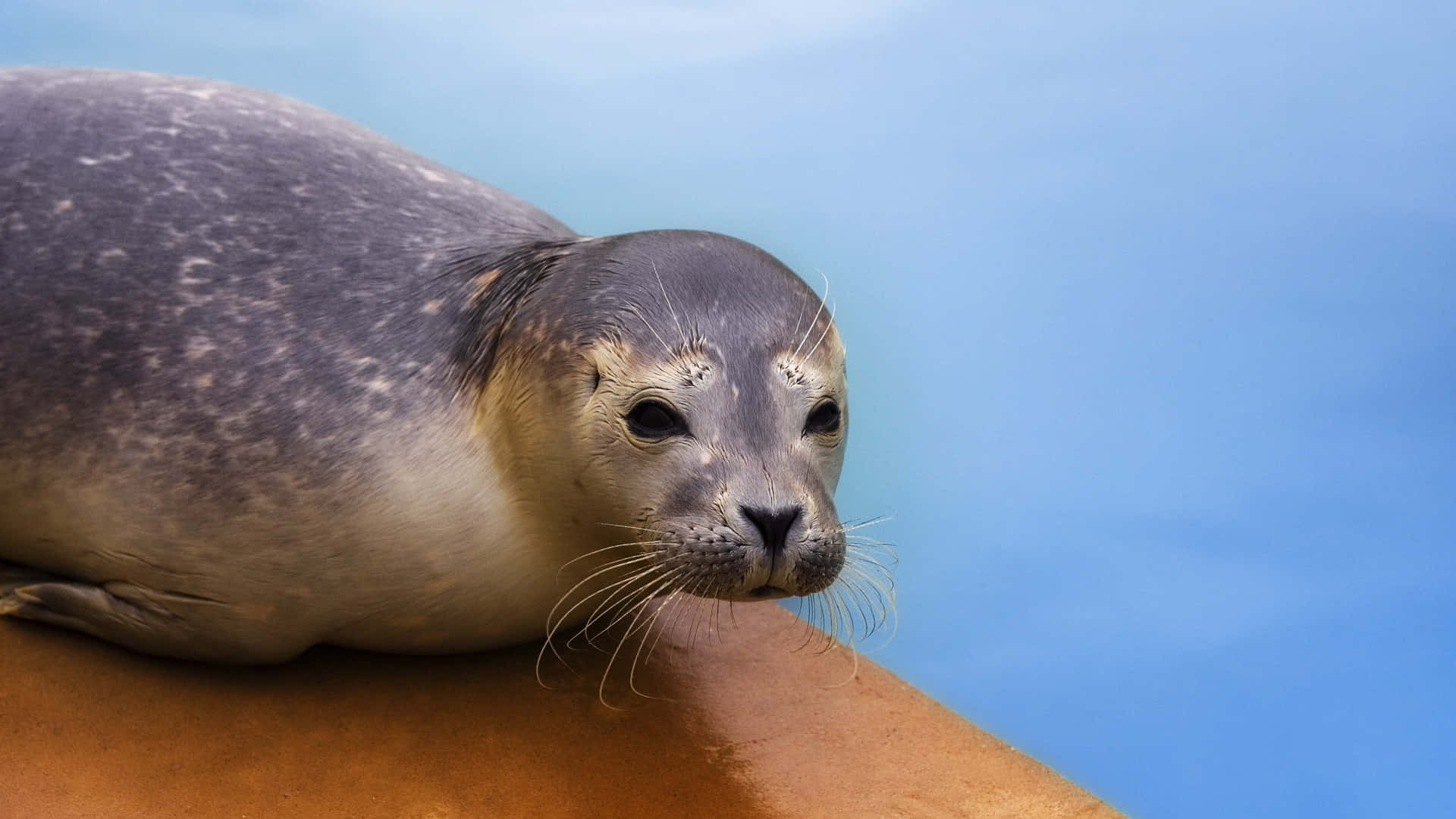 Majestic Seal Resting On An Arctic Iceberg Wallpaper