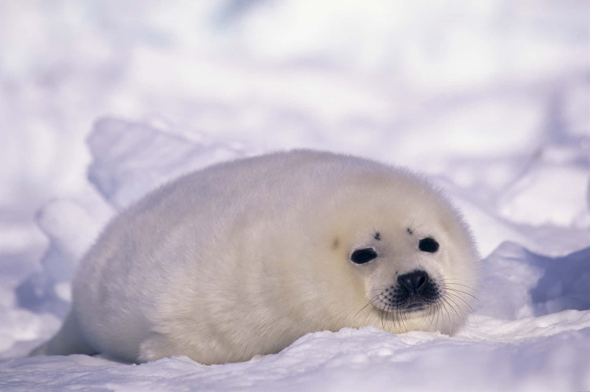 Majestic Seal Resting On An Icy Shore Wallpaper