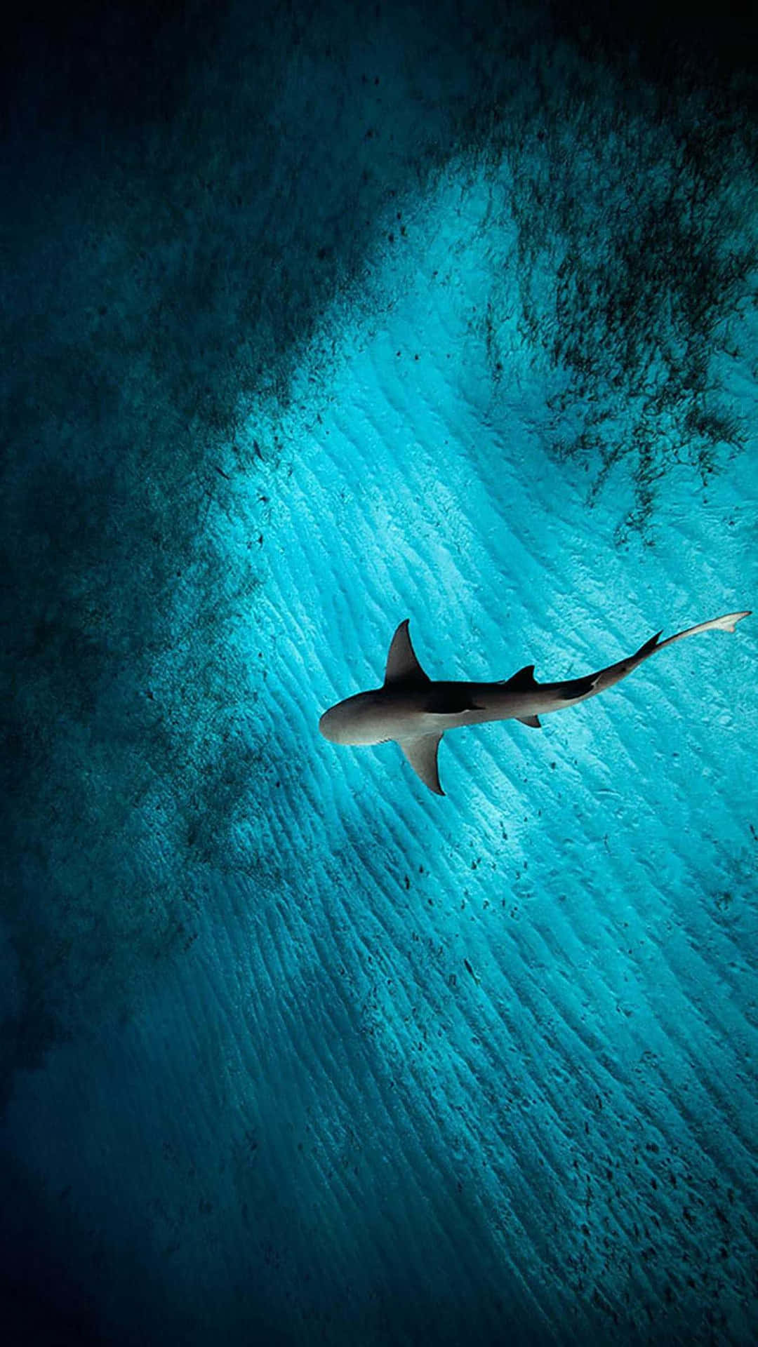 Majestic Shark Gliding Through The Deep Blue Ocean