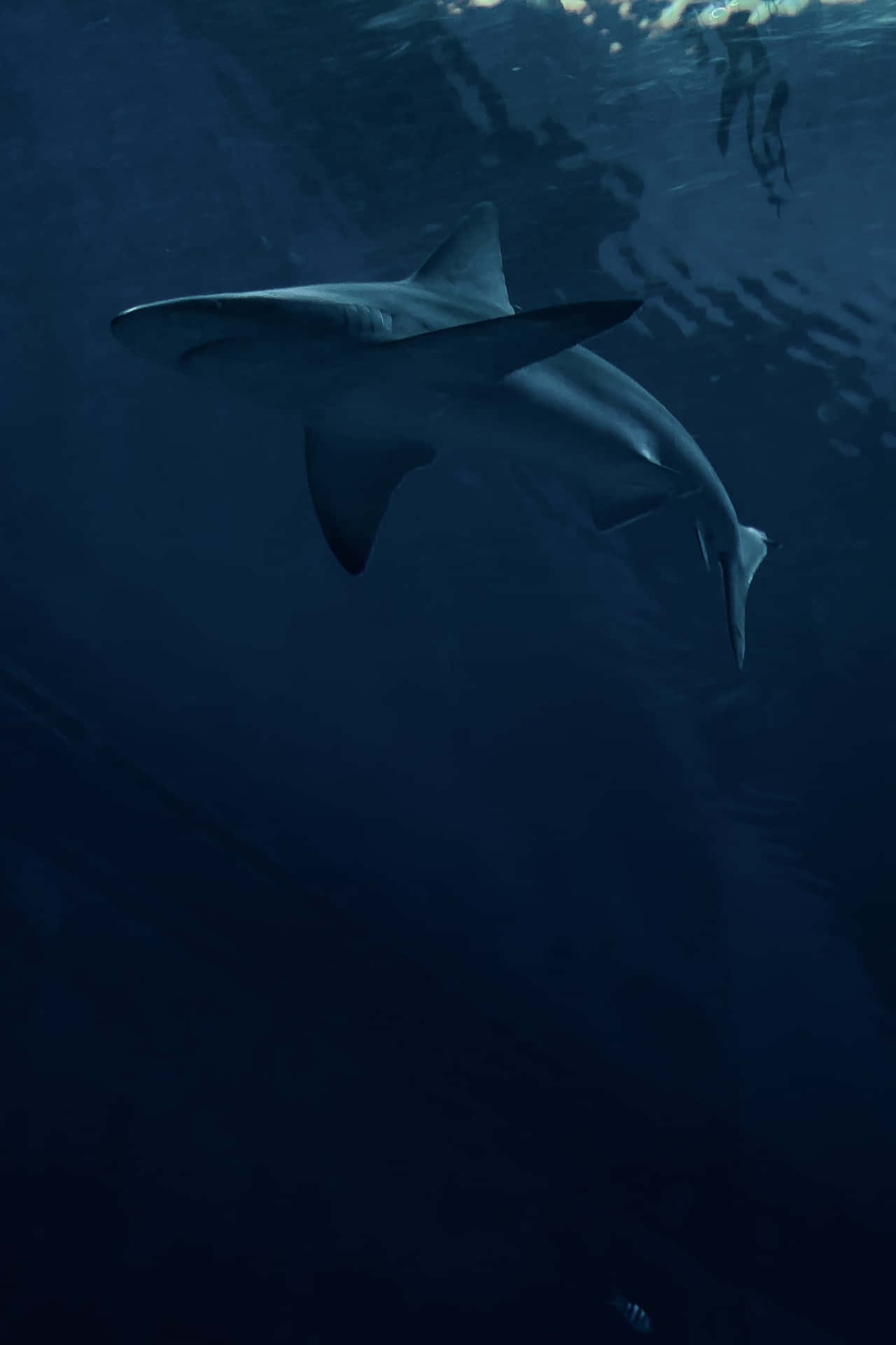 Majestic_ Shark_ Gliding_ Underwater.jpg Wallpaper