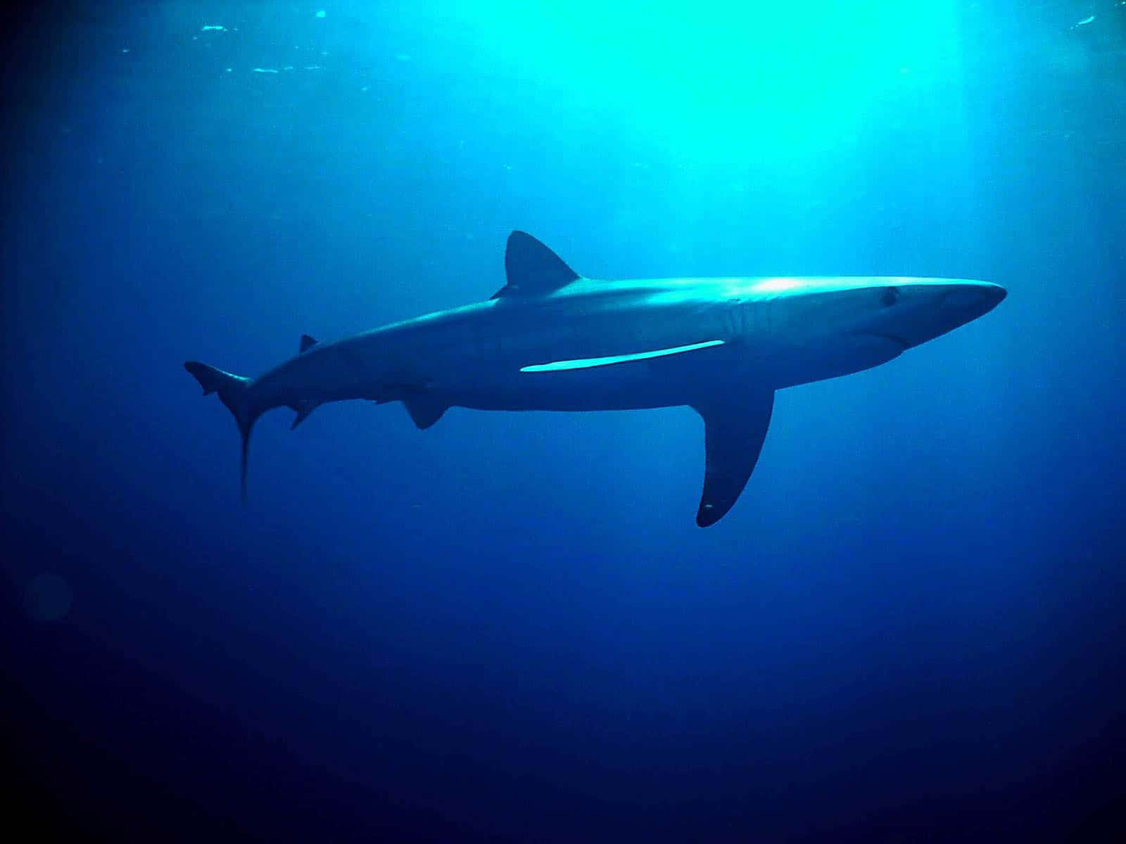 Majestic Shark Silhouette Underwater Wallpaper