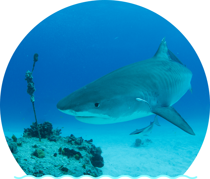 Majestic Shark Swimming Over Coral Reef PNG