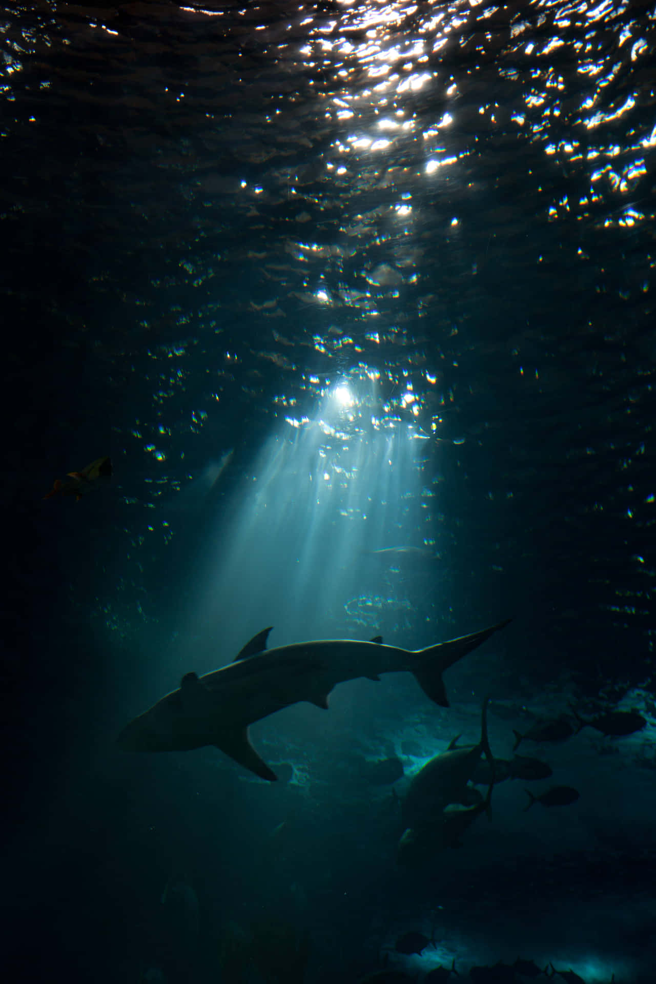 Majestic_ Shark_ Underwater_ Sunbeams.jpg Wallpaper