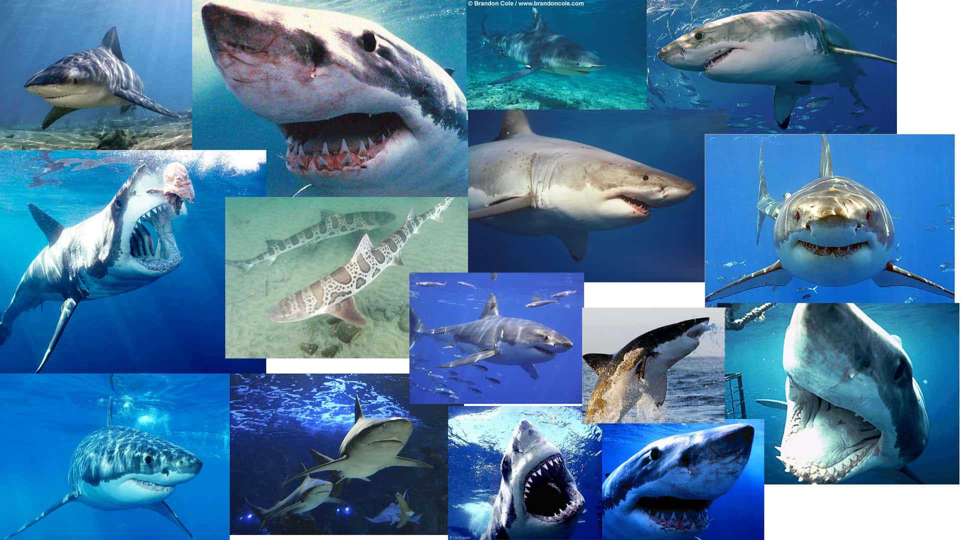 Majestic_ Sharks_ Collage Wallpaper