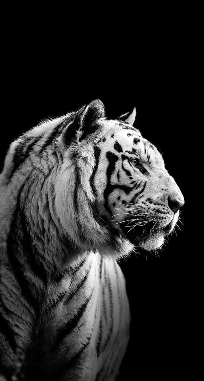 Majestic Siberian Tiger Profile Blackand White Wallpaper