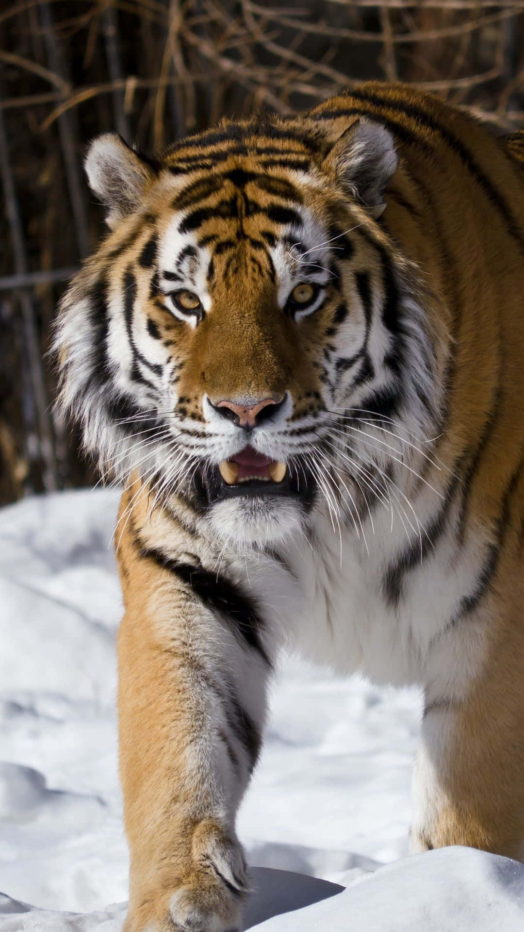 Majestic Siberian Tigerin Snow Wallpaper