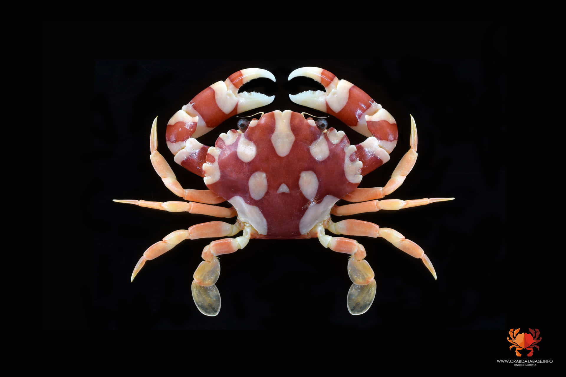 Majestic Side View Of A Vibrant Crab