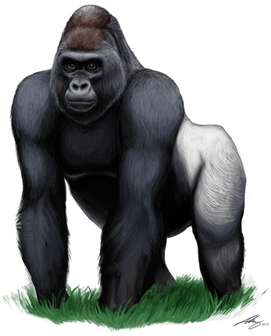 Majestic Silverback Gorilla Artwork PNG