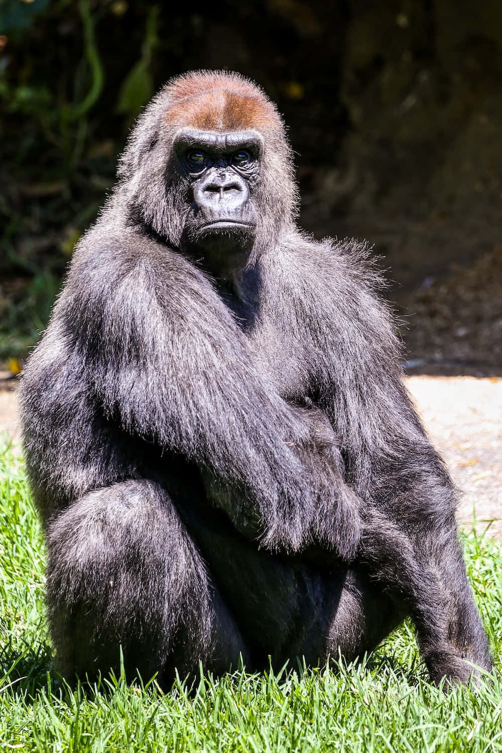 Majestic Silverback Gorilla In Natural Habitat