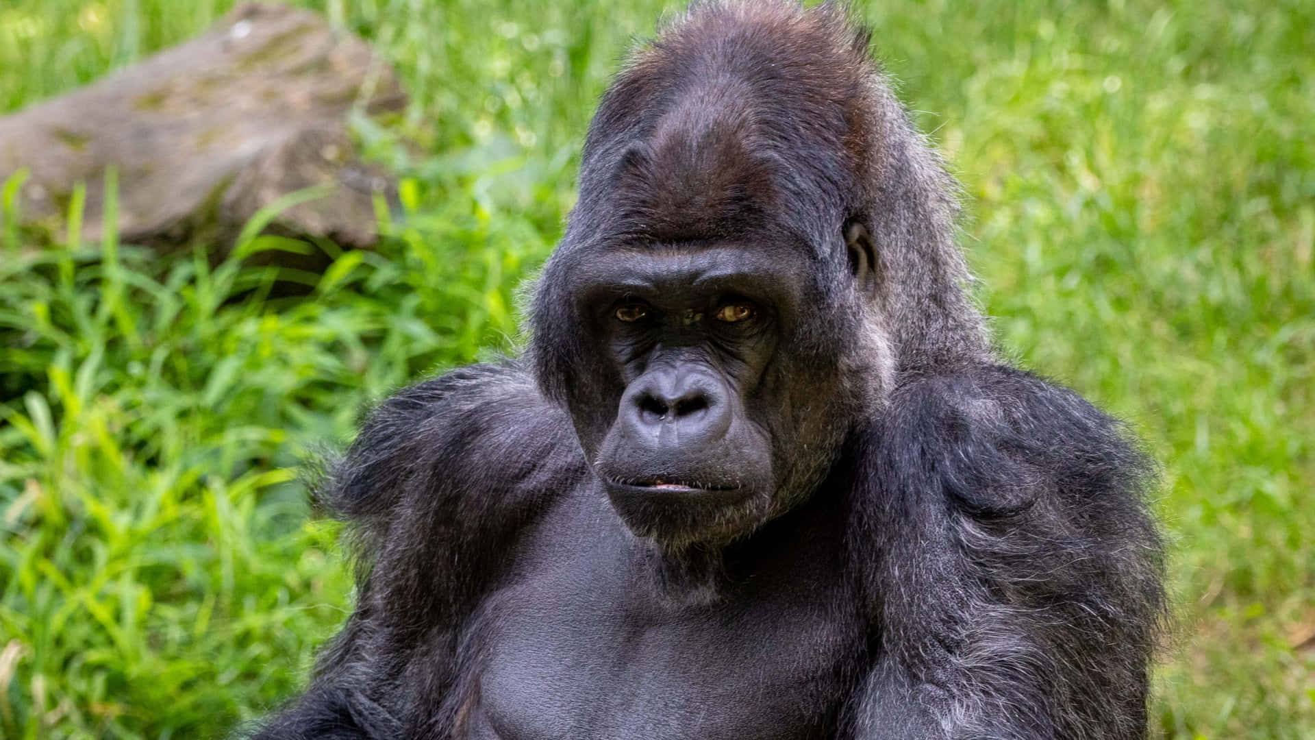 Majestic Silverback Gorilla In Natural Habitat