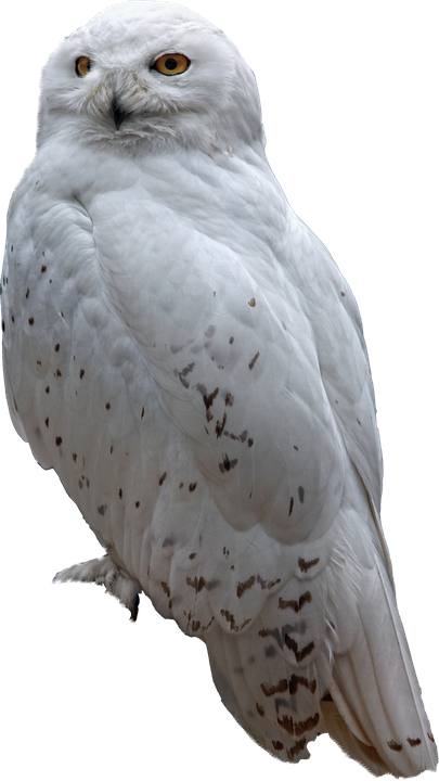 Majestic_ Snowy_ Owl_ Portrait.png PNG