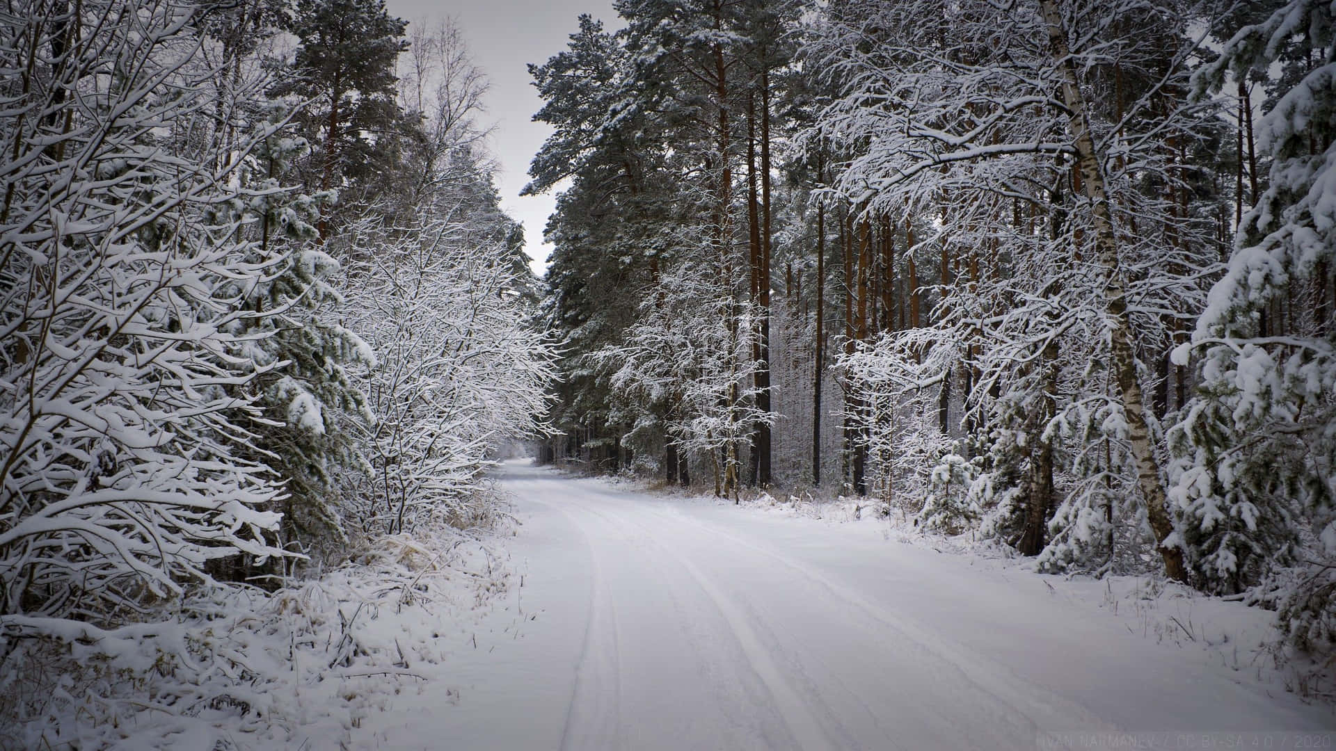 Majestic Snowy Road In Winter Wallpaper