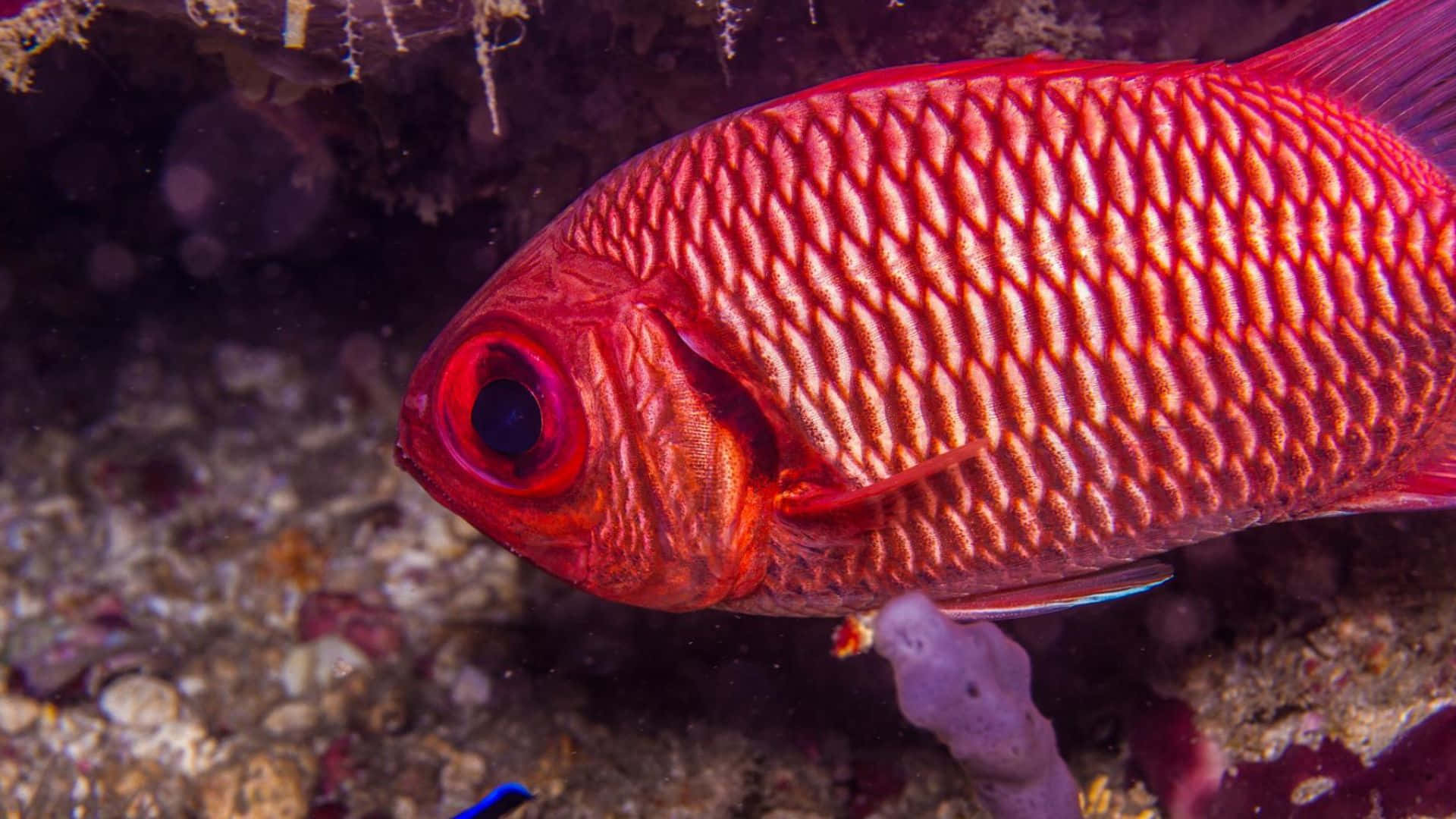 Majestic Soldierfish Swimming In Vibrant Coral Reef Wallpaper