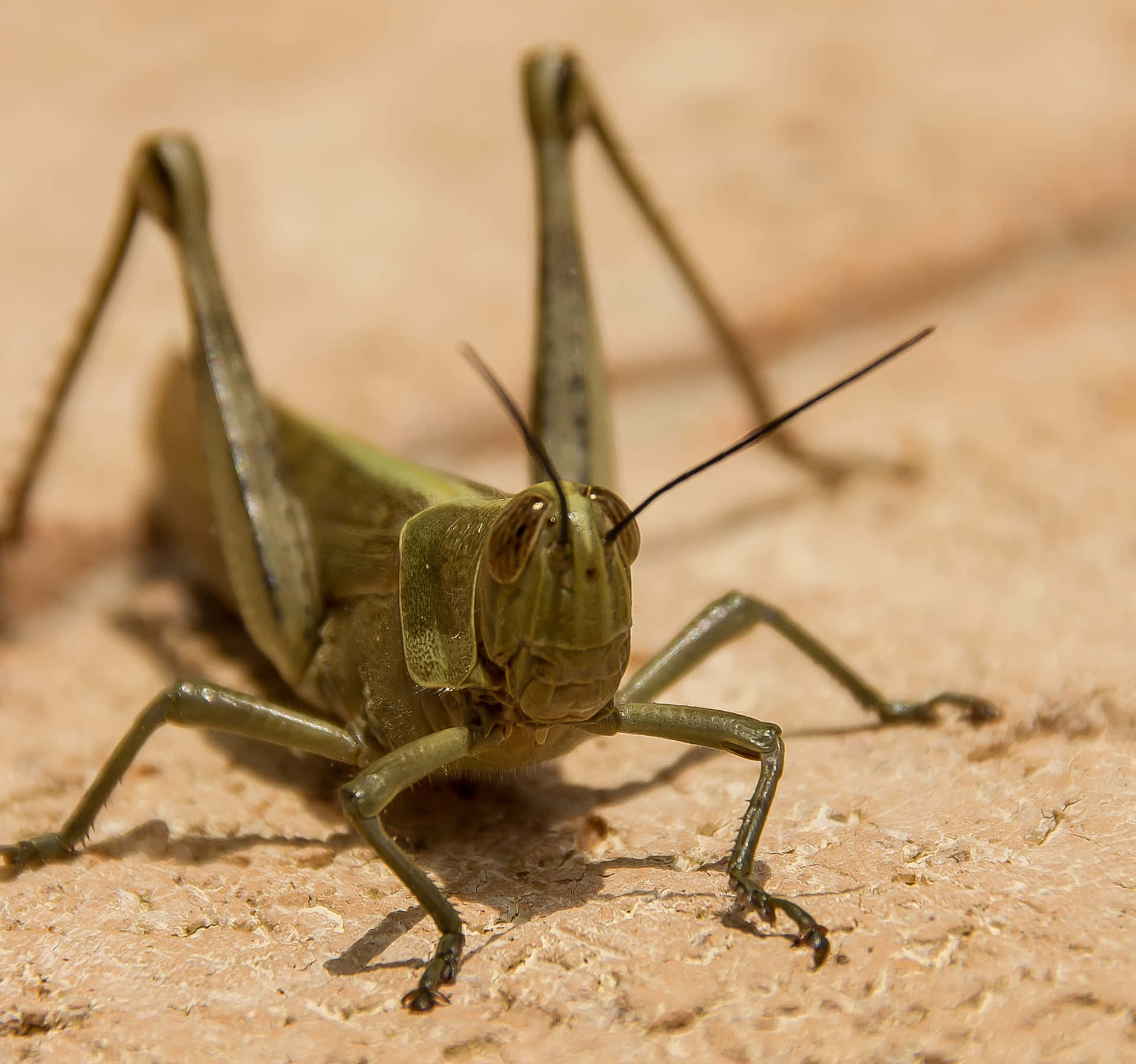 "majestic Solitary Grasshopper"