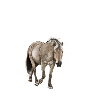 Majestic Solo Horse Black Background PNG