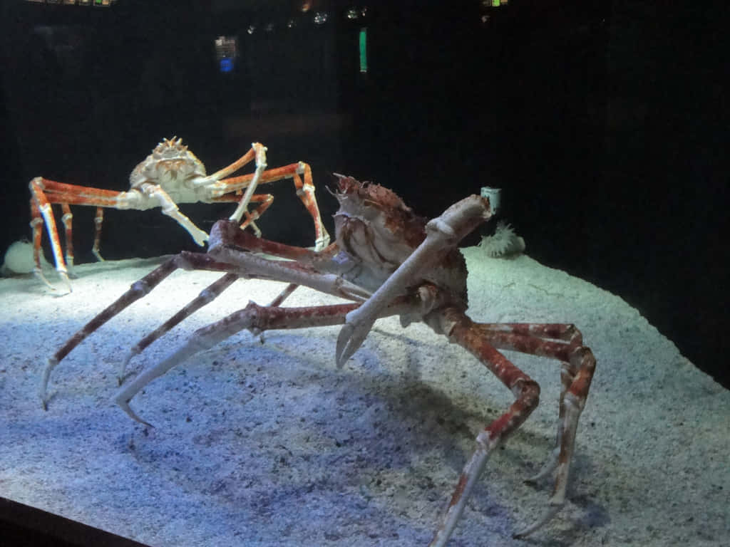 Majestic Spider Crab Among Underwater Flora Wallpaper