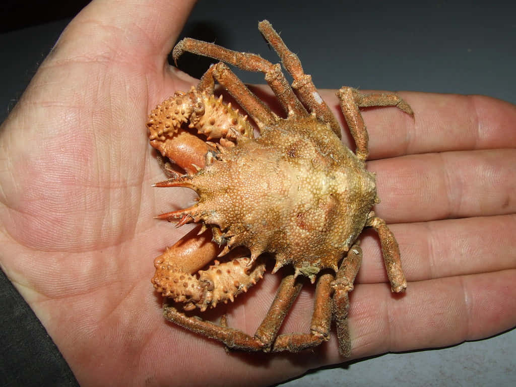 Majestic Spider Crab In Its Natural Habitat Wallpaper