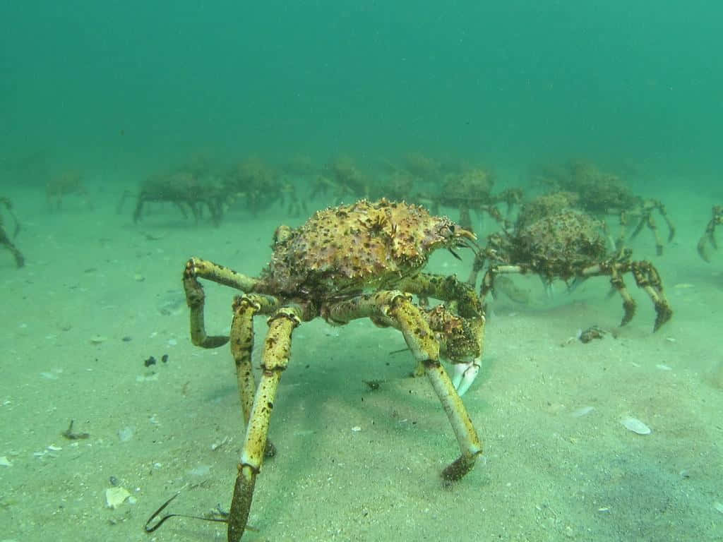 Majestic Spider Crab Roaming The Ocean Depths Wallpaper