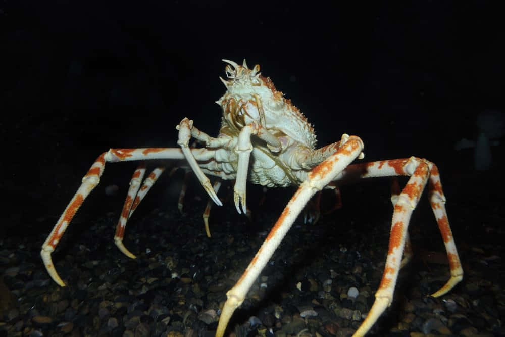 Majestic Spider Crab Roaming The Ocean Depths Wallpaper