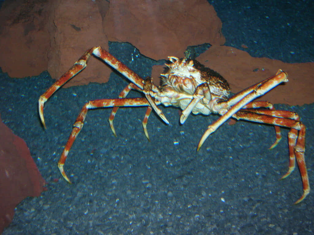 Majestic Spider Crab Roaming The Sea Bottom Wallpaper