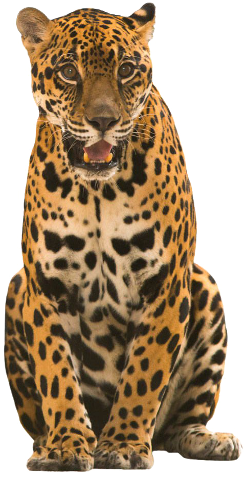 Majestic Spotted Jaguar Sitting PNG
