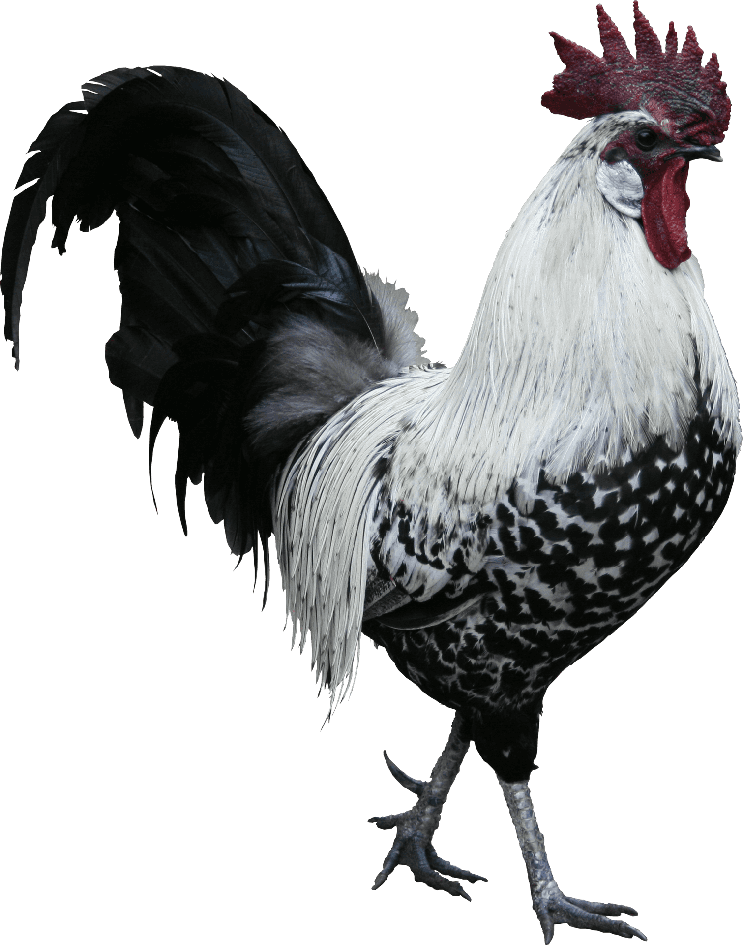Majestic Spotted Rooster.png PNG