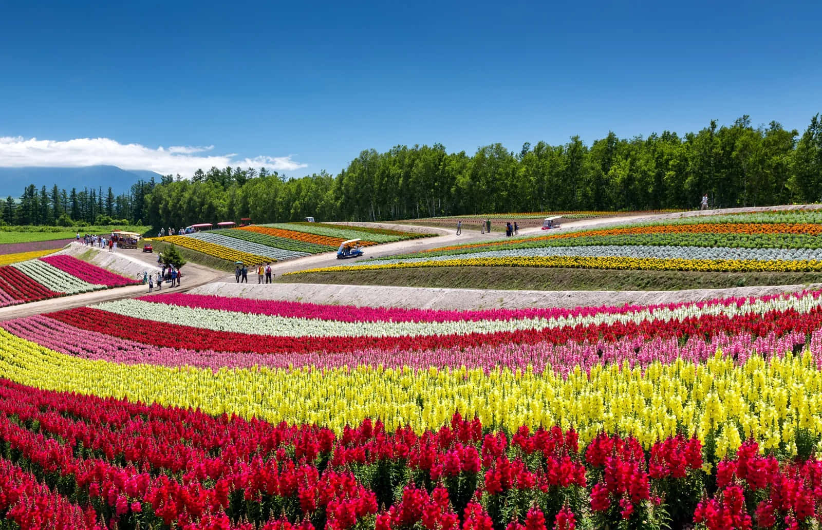 Majestic Spring Flower Landscape Wallpaper