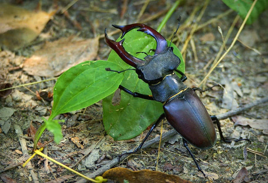 Download Majestic_ Stag_ Beetle_in_ Natural_ Habitat.jpg Wallpaper ...