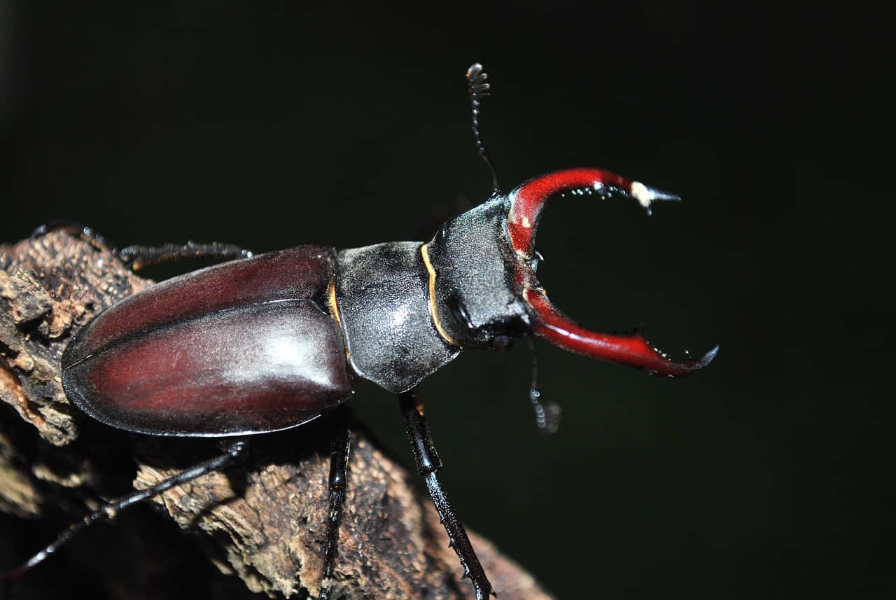 Majestic_ Stag_ Beetle_ Perched Wallpaper