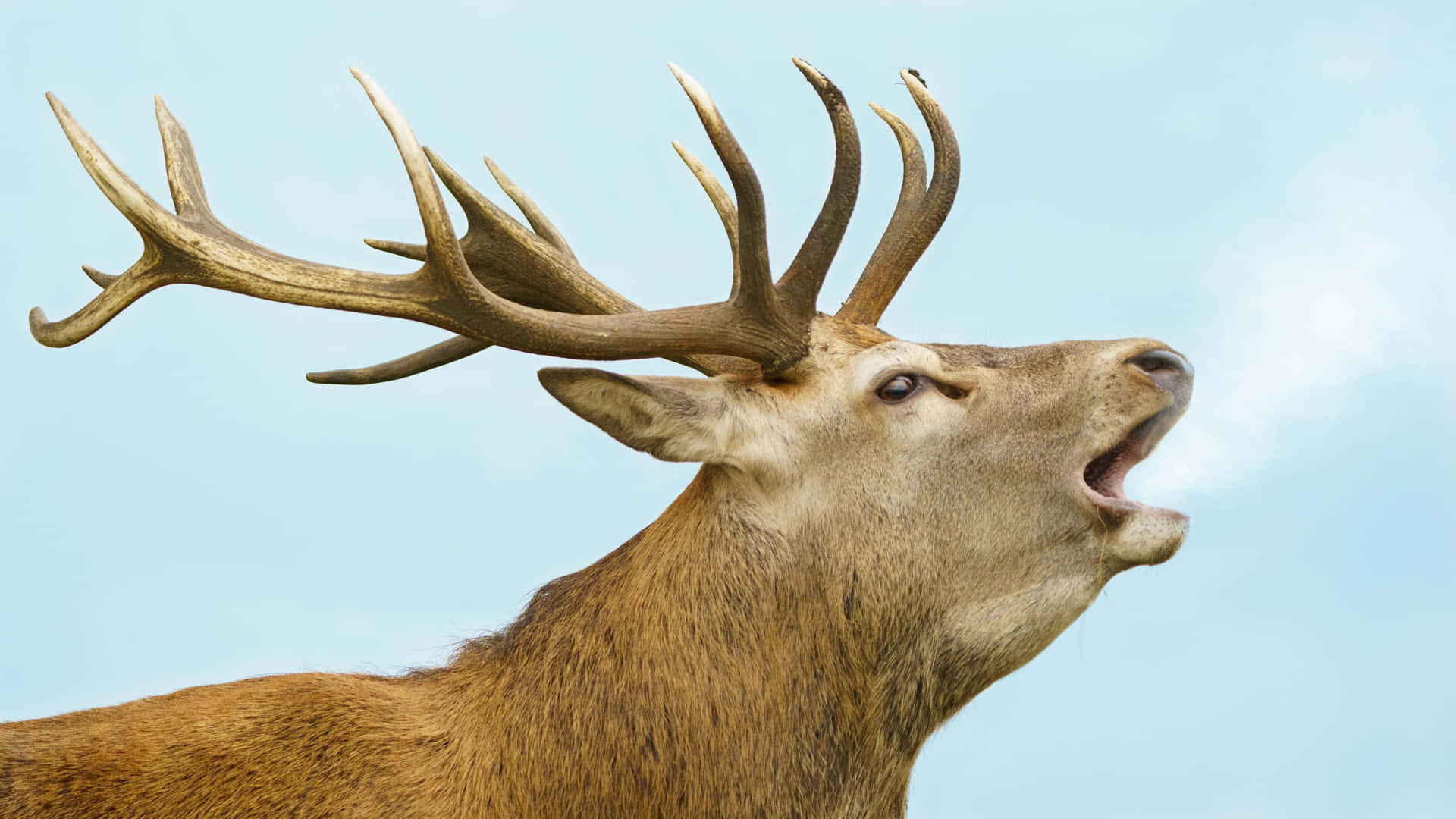 Majestic Stag Bellowing Wallpaper