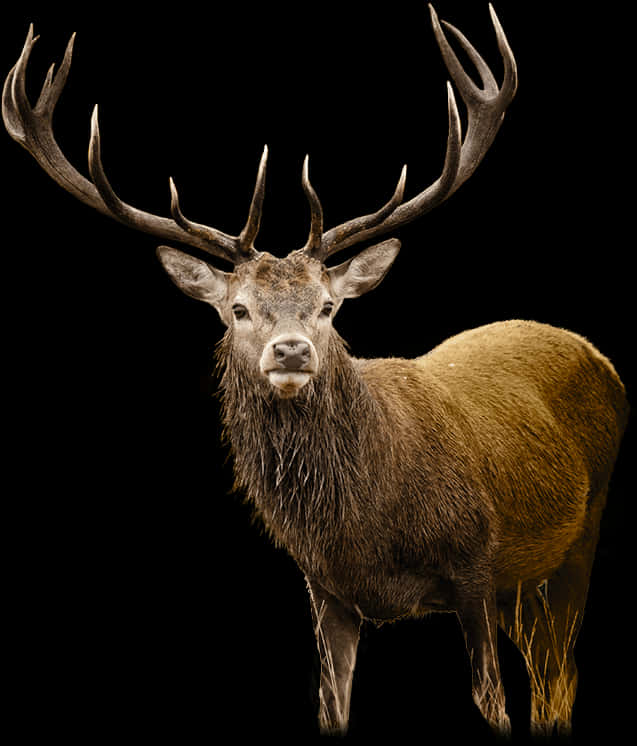 Majestic Stag Black Background PNG