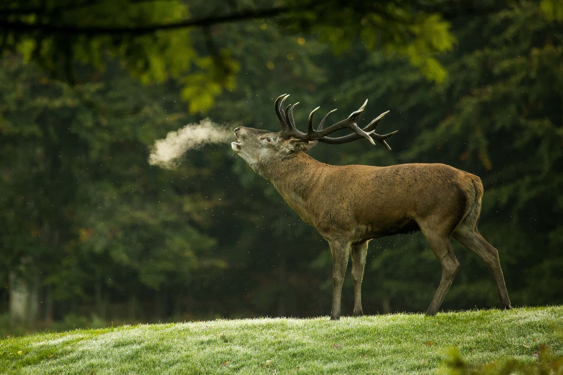 Download Majestic Stag Breathing Cold Air Wallpaper | Wallpapers.com