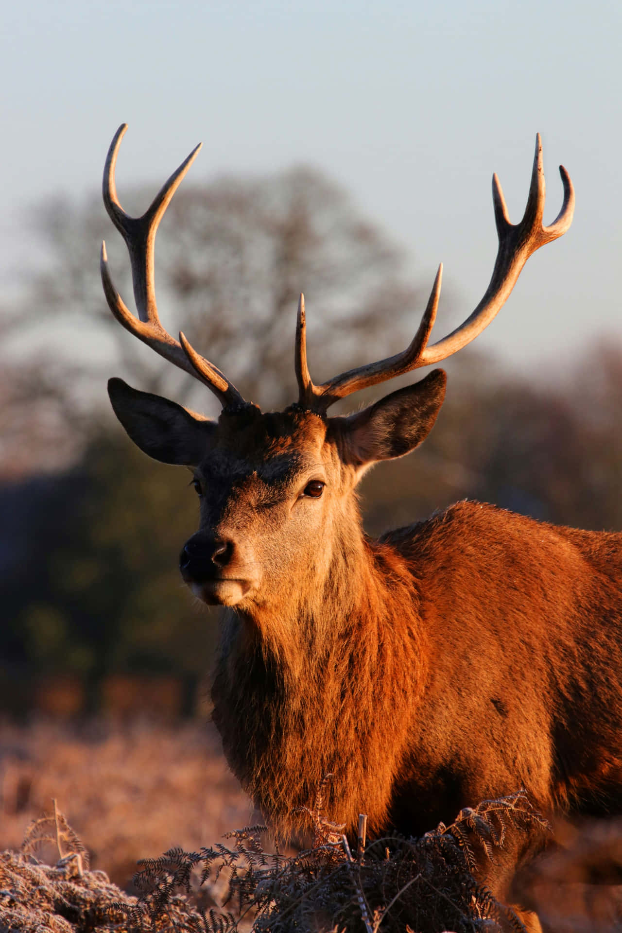 Majestic Stag Dawn Light Wallpaper