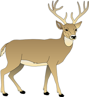 Majestic Stag Illustration PNG