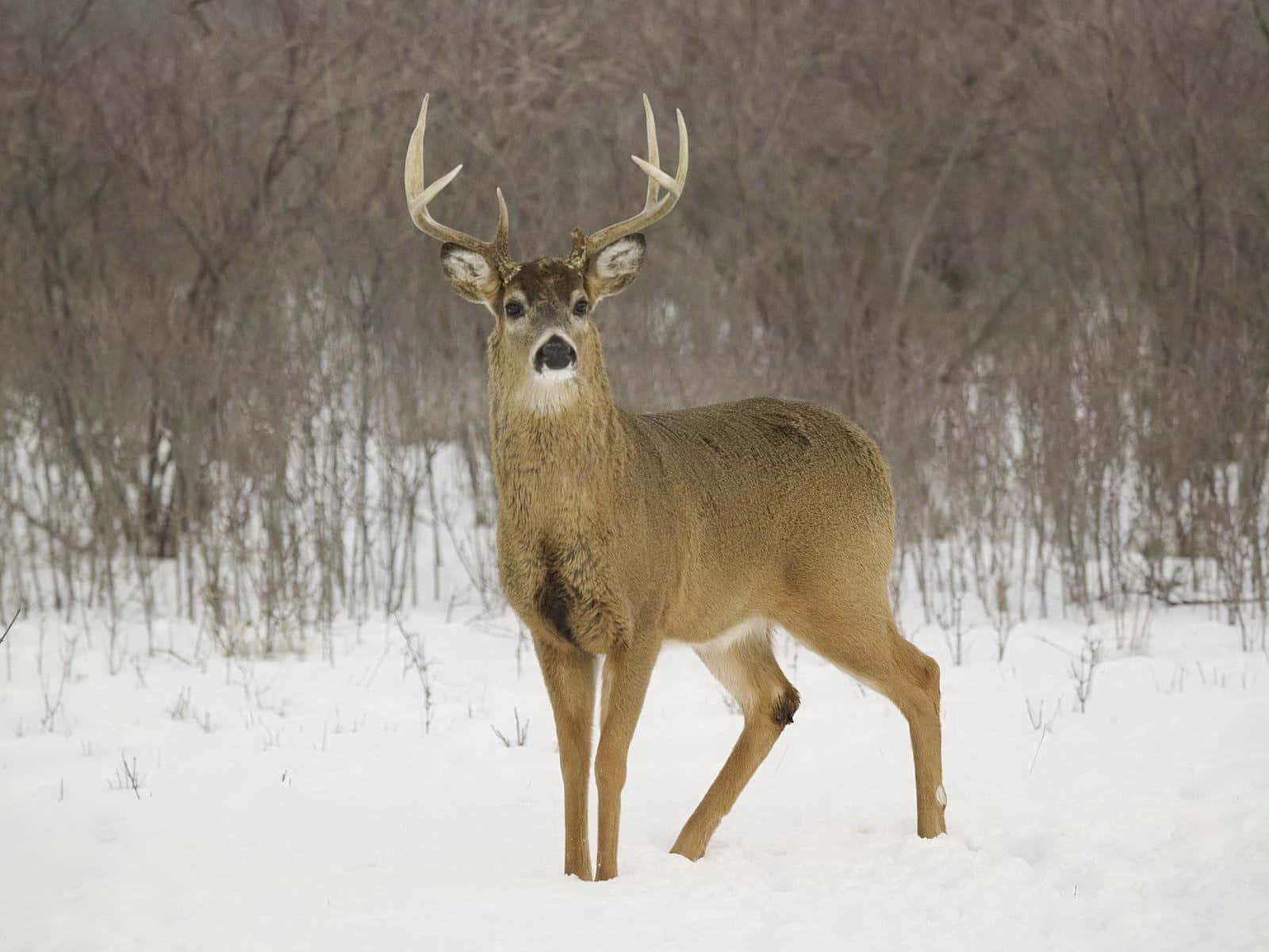 Majestic Stag In Early Morning Light