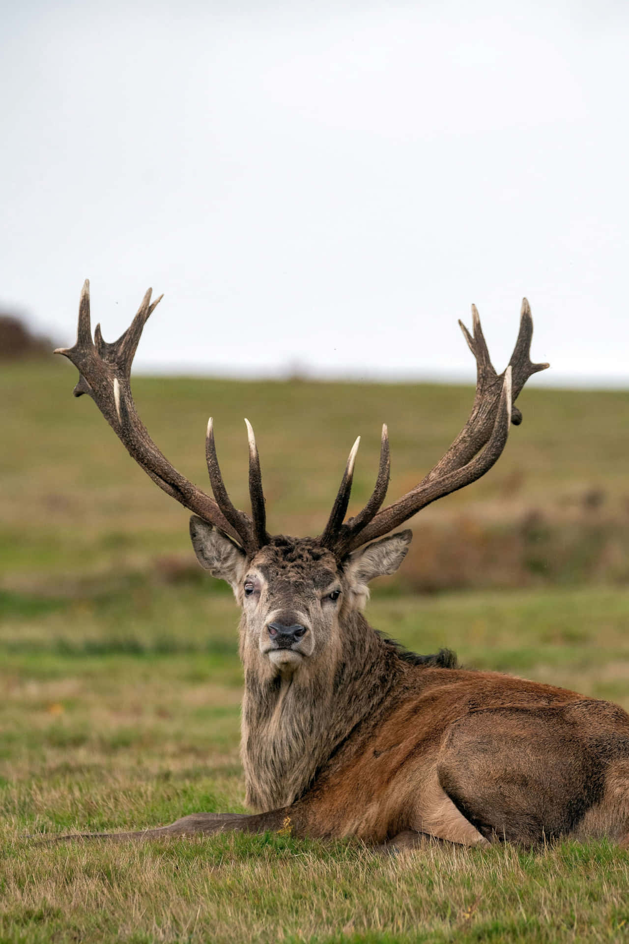 Majestic Stag Restingin Field.jpg Wallpaper