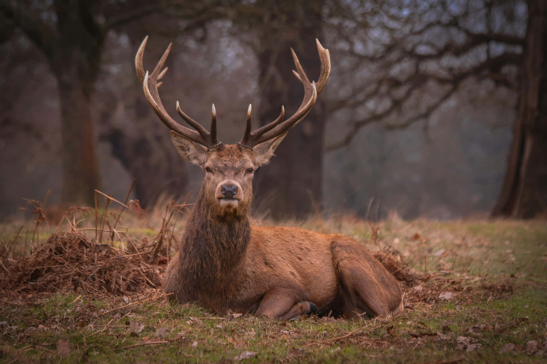 Majestic Stag Restingin Forest Wallpaper