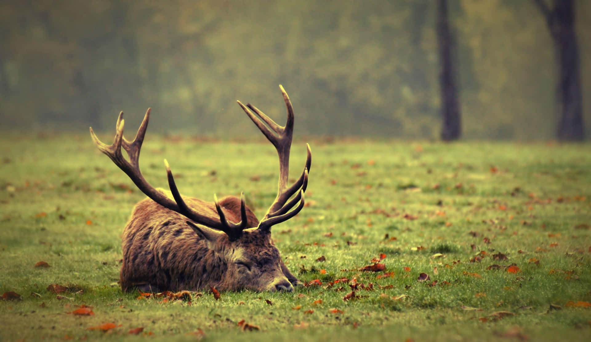 Majestic Stag Restingin Meadow Wallpaper