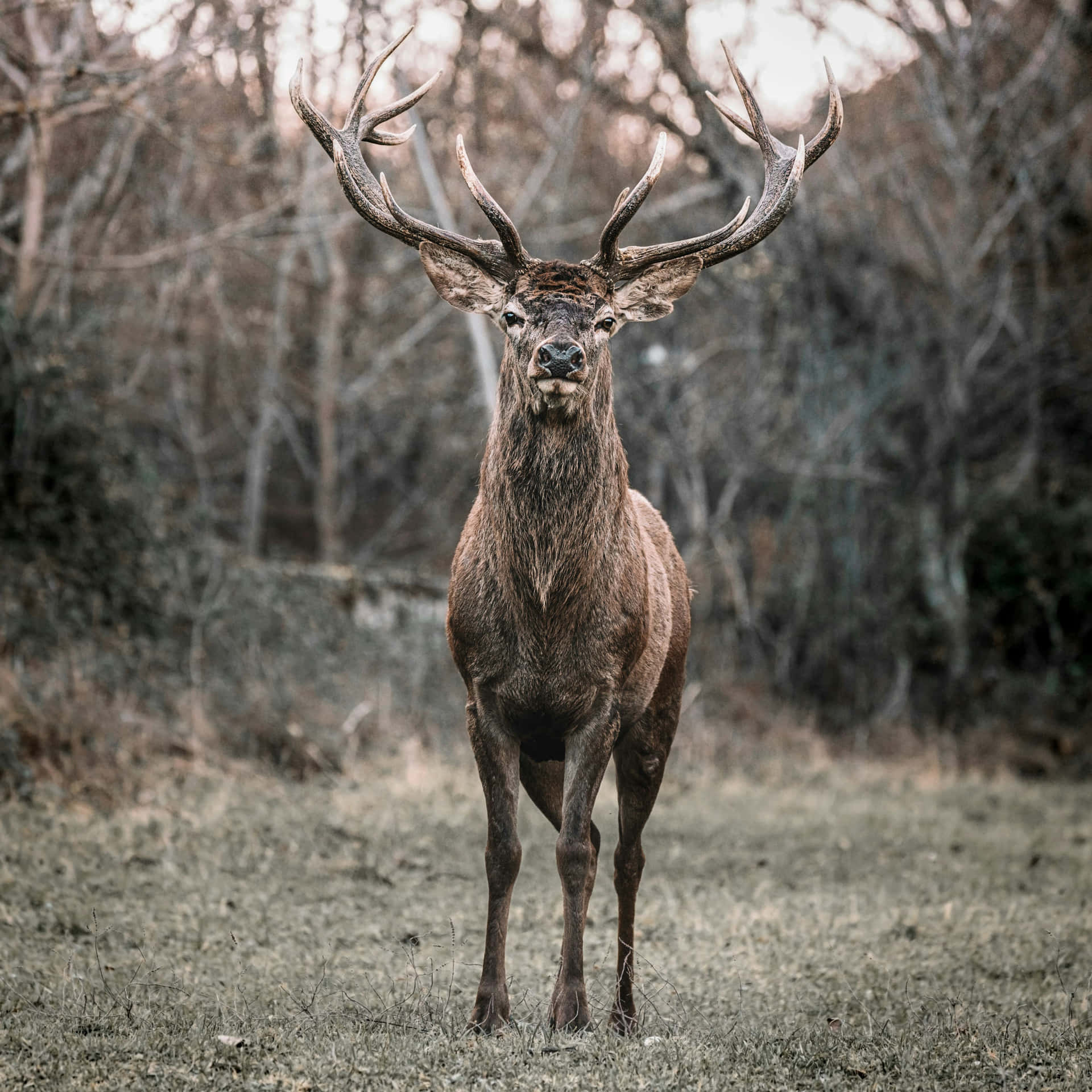 Majestic Stag Standing In Forest Wallpaper