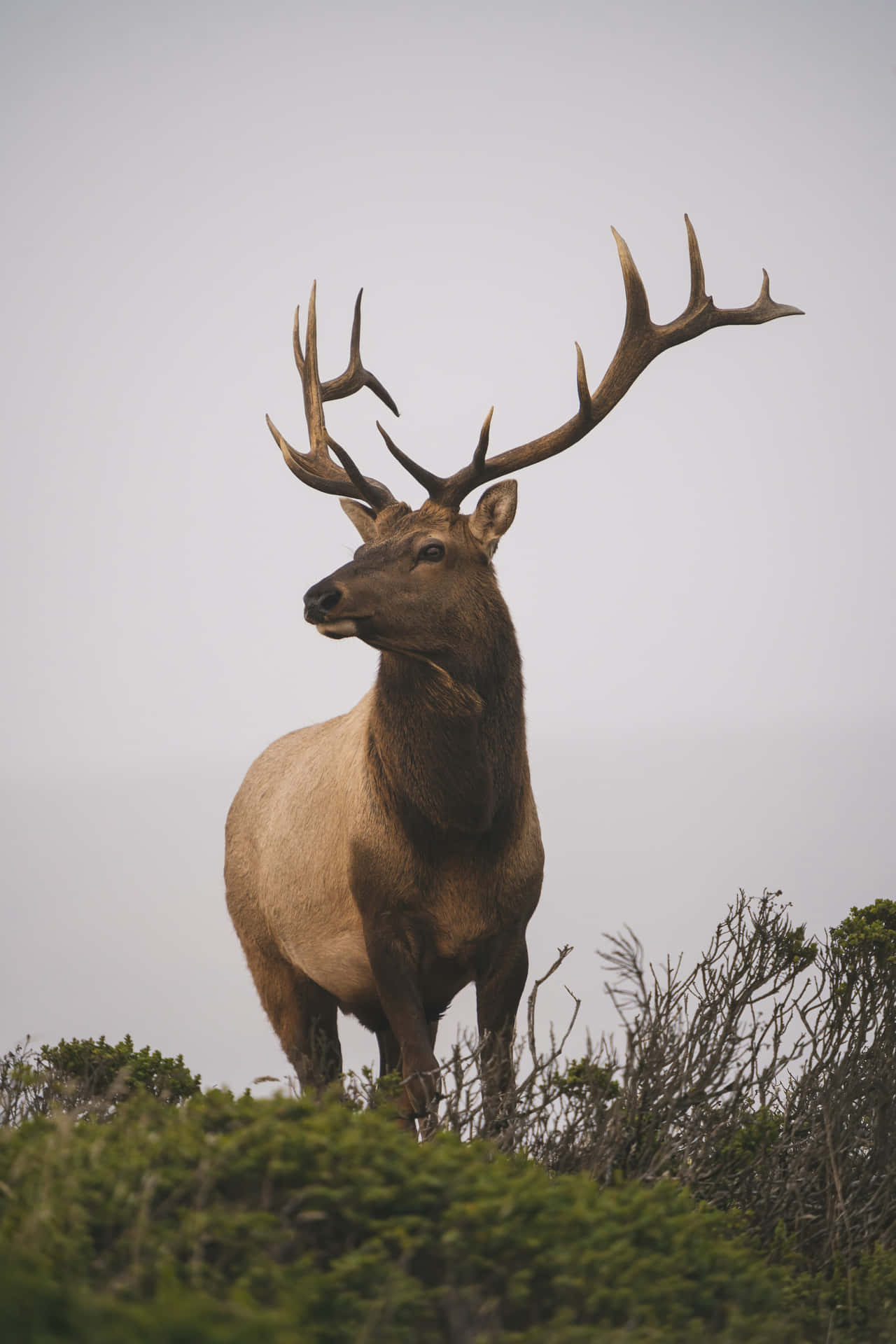 Majestic Stag Standing Tall Wallpaper